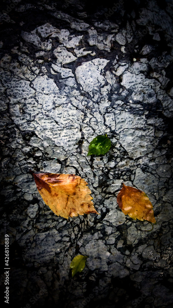 Top view of Wet green and yellow leaves on wet stone floor with black veins on white.