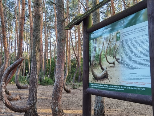 Polen, Krzywy Las, Krummer Wald, Gryfino