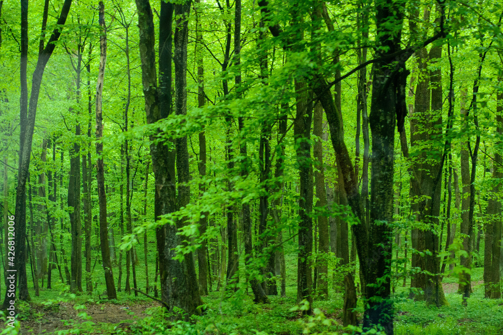 green forest in May green forest in May