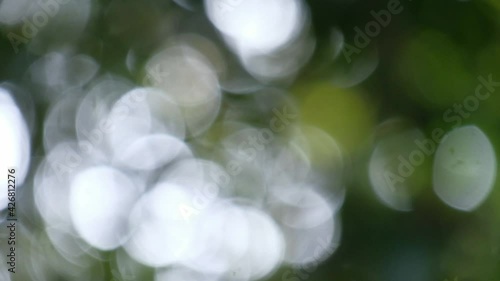 blurry and beautiful natural green sunshine background. Blurry fresh summer foliage of  trees in backlight of sunset cozy shining sun with sunflares and sunbeams