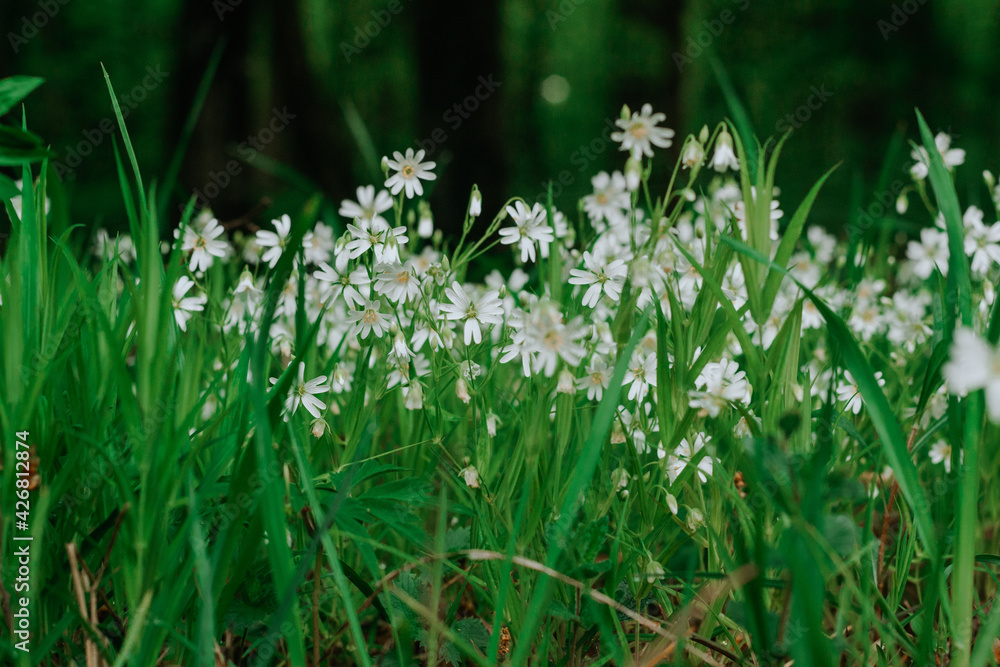 forest flowers in May