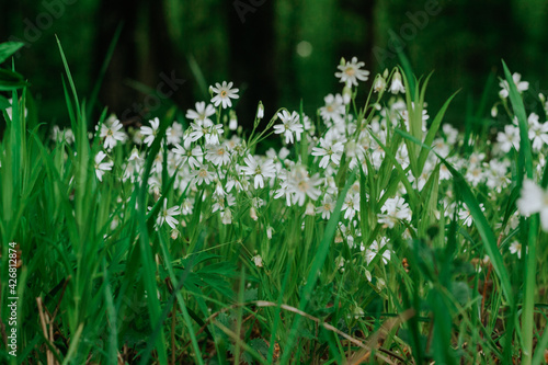 forest flowers in May