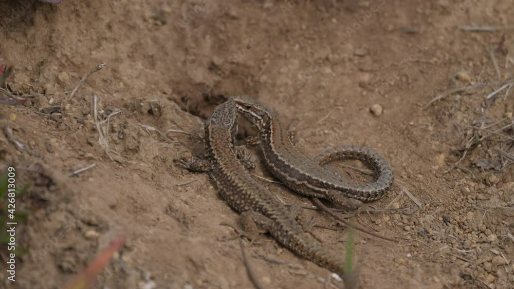 Lizards (podarcis muralis) male and female in their burrow environment Lizards (podarcis muralis) male and female in their burrow environment