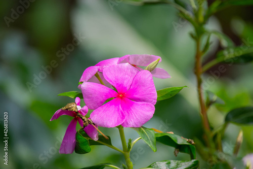 bubles on flowers,beautyfull Watercress flower,pink flowers.