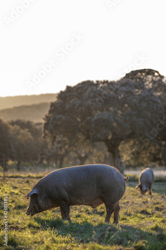 Iberian pigs eating in the middle of nature