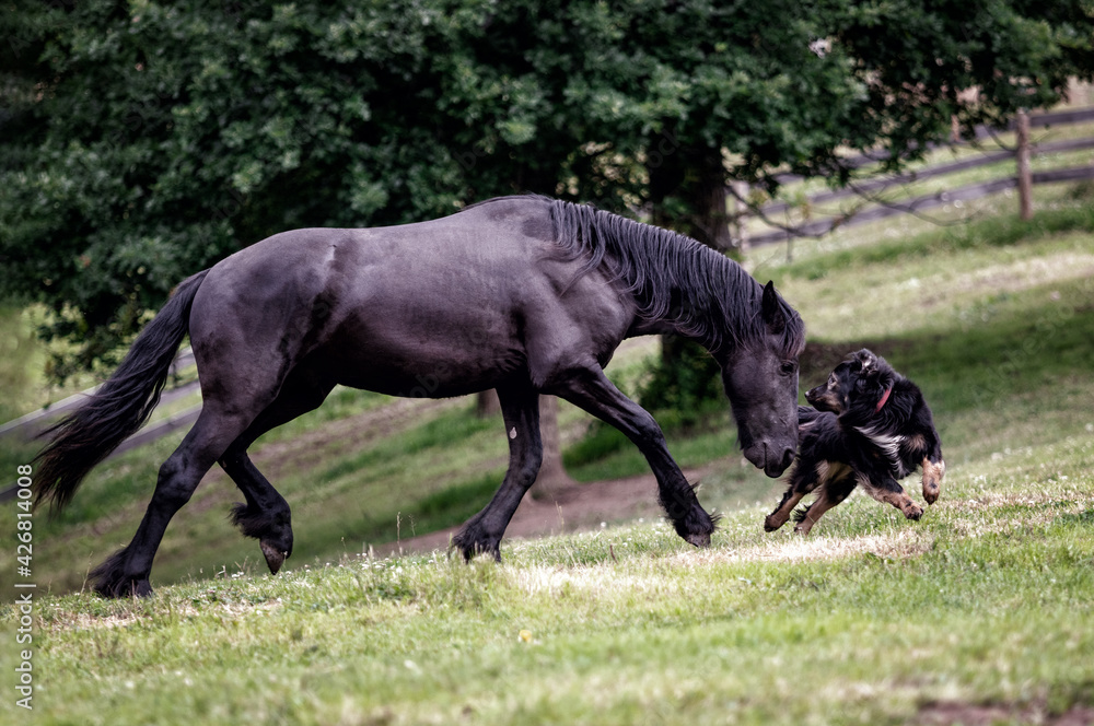 Black friesian young colt playing with best friend black dog. Rural animal stories.