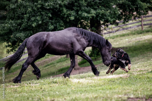 Wallpaper Mural Black friesian young colt playing with best friend black dog. Rural animal stories. Torontodigital.ca