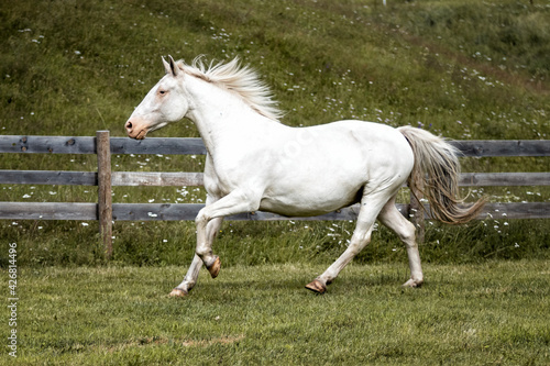 Few spot leopard color knabstrupper mare runing in the green grass pasture in summer. photo