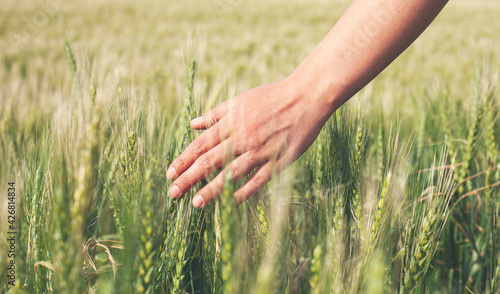Girl s hand touches ripe ears of wheat.