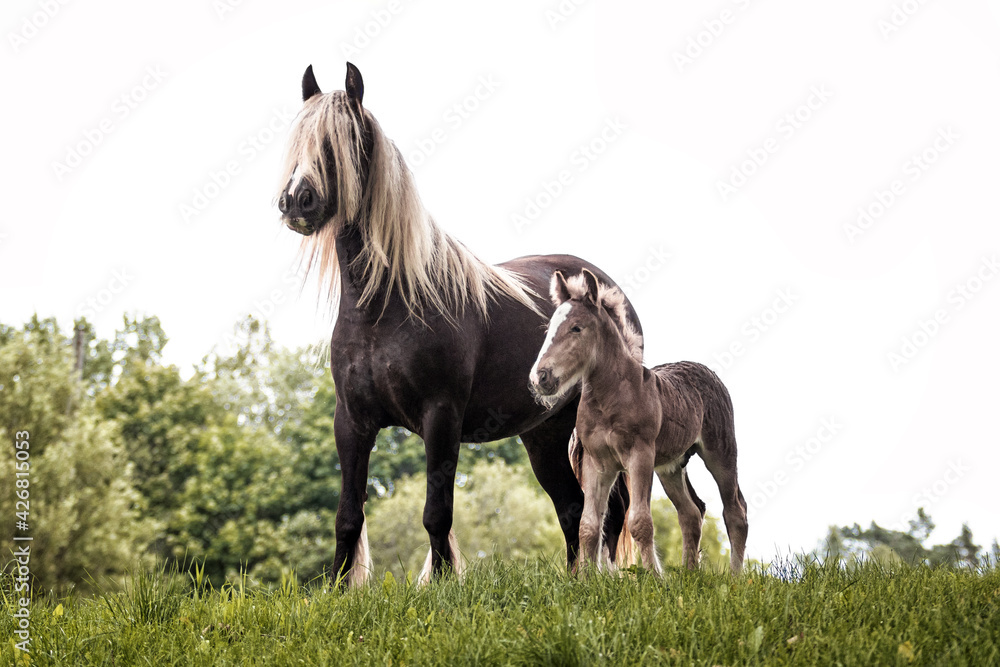 Irish (gypsy) cob horse mare with extra long flaxen blond mane outside in the summer against green trees with a small foal nearby. Irish (gypsy) cob horse mare with extra long flaxen blond mane outside in the summer against green trees with a small foal nearby.