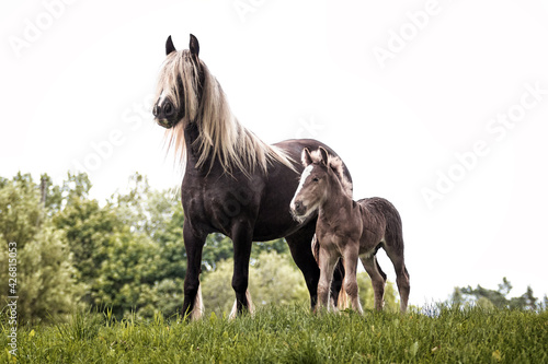 Irish  gypsy  cob horse mare  with extra long flaxen blond mane outside in the summer against green trees with a small foal nearby.