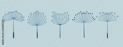set of five dandelion flowers seeds