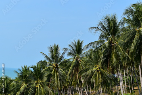 palm trees in the wind