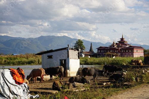 Agriculture Animals Myanmar temple inle lake