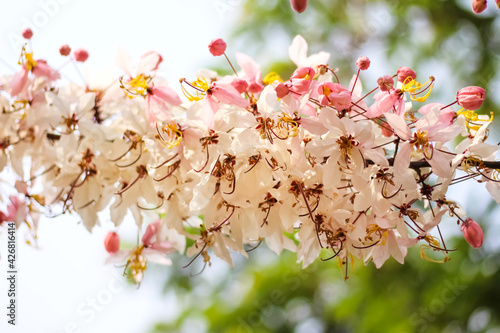 Wishing tree or cassia bakeriana craib flowers blooming on sky background photo