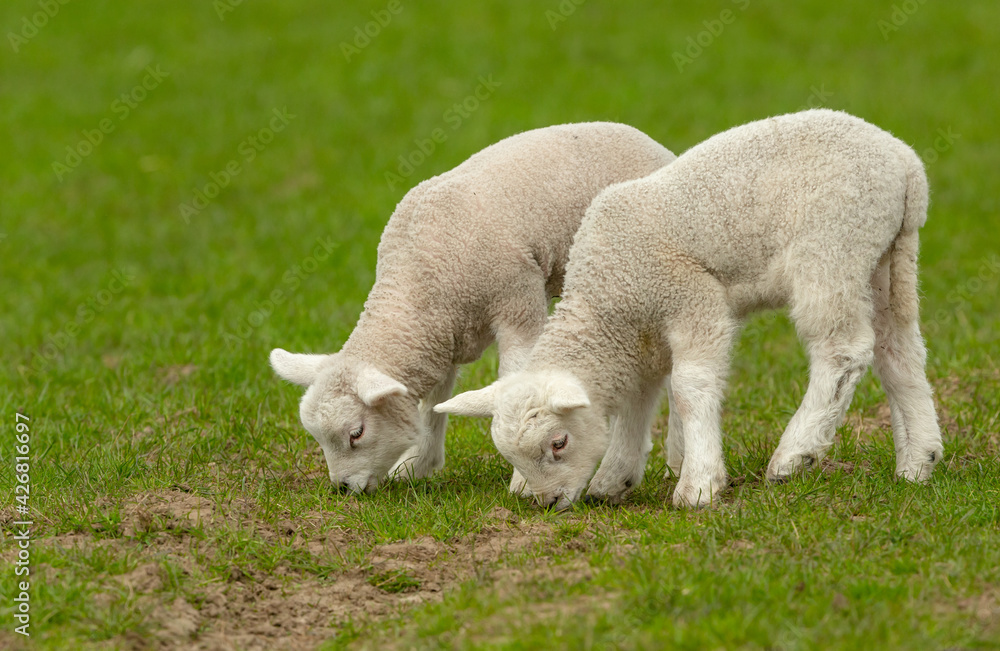 Lambs in Springtime. Close up of two twin lambs grazing side by side in green pastureland. Facing left. Clean background. Horizontal. Space for copy. Lambs in Springtime. Close up of two twin lambs grazing side by side in green pastureland. Facing left. Clean background. Horizontal. Space for copy.