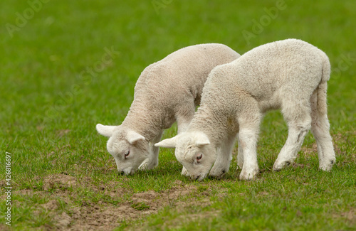 Lambs in Springtime. Close up of two twin lambs grazing side by side in green pastureland. Facing left. Clean background. Horizontal. Space for copy.