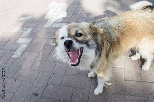 a street dog smiling at all passers-by