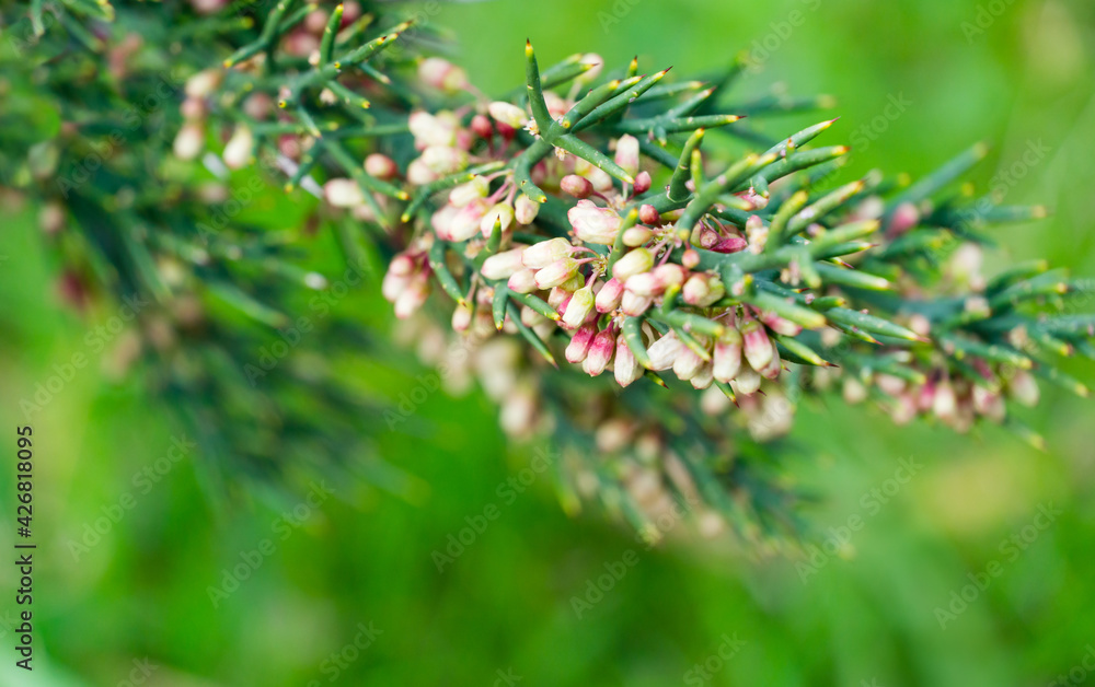 Close-up of Colletia infausta (Colletia spinosissima) with many pink  small flowers buds on spiny shrub in Arboretum Park Southern Cultures in Sirius (Adler) Sochi. Selective focus