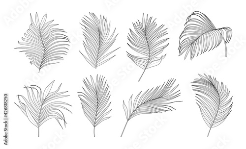 Collection of palm tree leaves vector