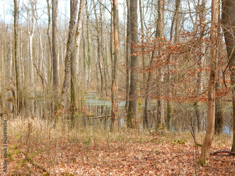 Obraz premium autumn in the forest