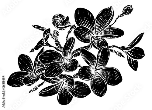 Tropical Plumeria Frangipani Bali Flower Woodcut