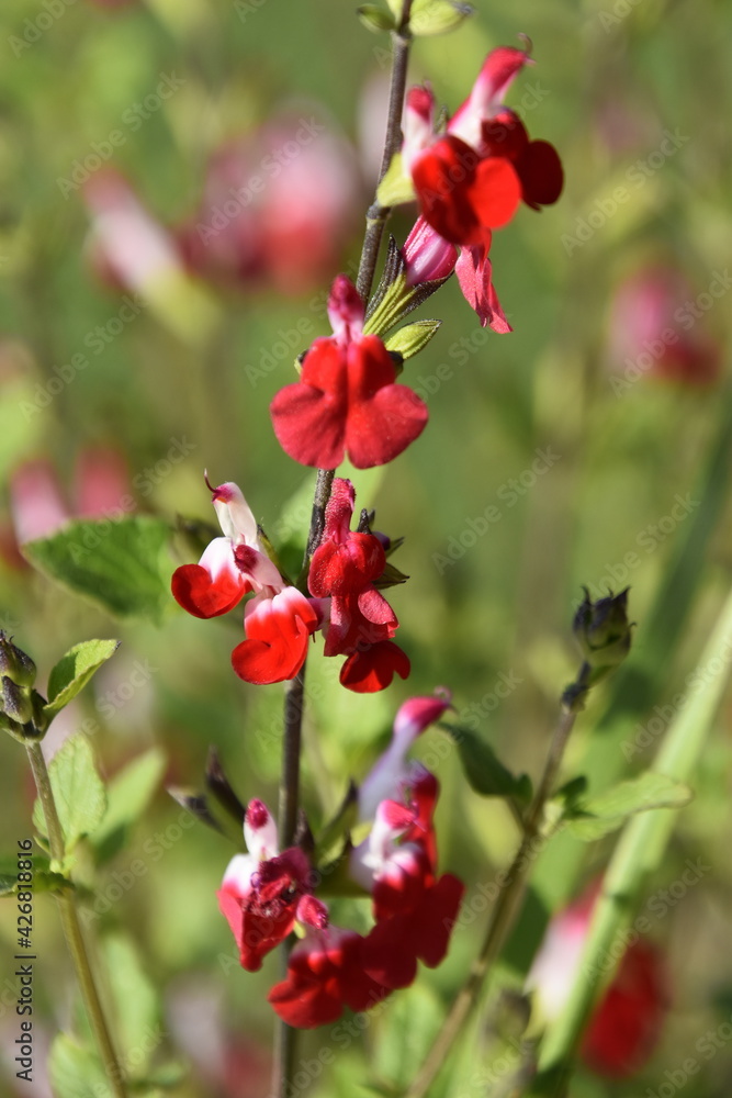 fleur rouge fleur rouge