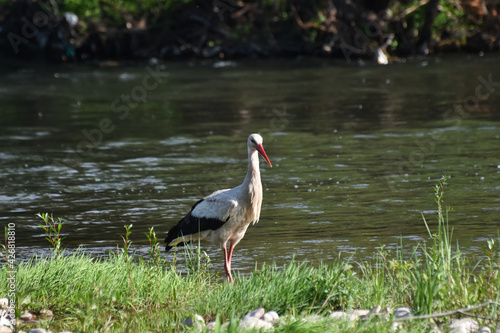 European stork wading through flooding looking for food. Stork fishing on river banks