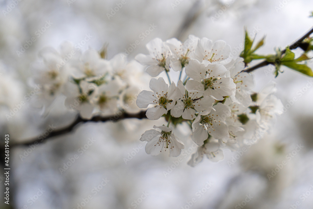 Blossom cherry. Close-Up with blurry background.	