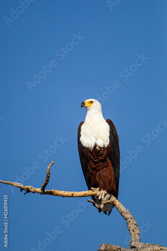 African Fish Eagle sits on a branch watching for prey