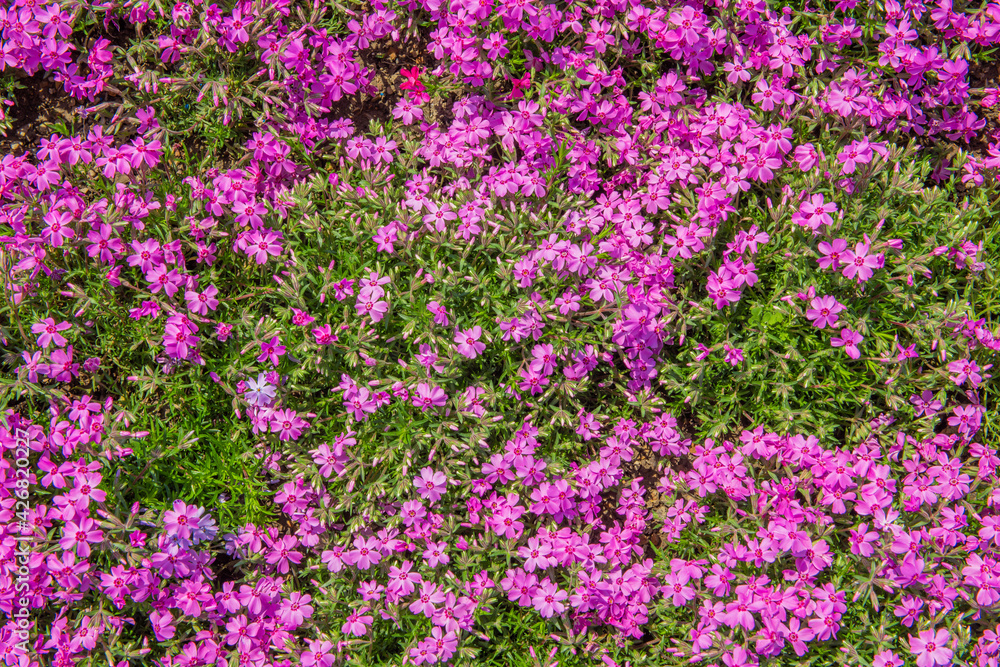 Small pink flowers nemophila. spring flowers background Small pink flowers nemophila. spring flowers background