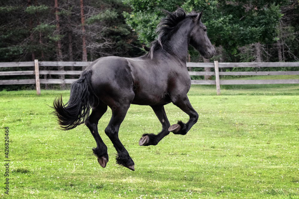 Black young freisian stallion running and playing in the fenced pasture in summer day. Black young freisian stallion running and playing in the fenced pasture in summer day.