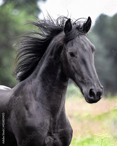 Black friesian young stallion ruuning through the field. Animal in motion, portrait.