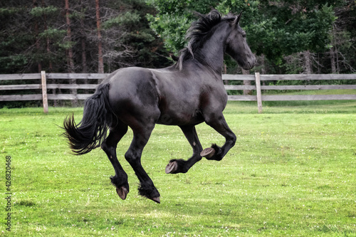 Fototapeta Naklejka Na Ścianę i Meble -  Black young freisian stallion running and playing in the fenced pasture in summer day.