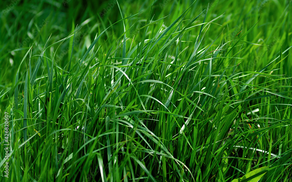 green grass in the wind green grass in the wind