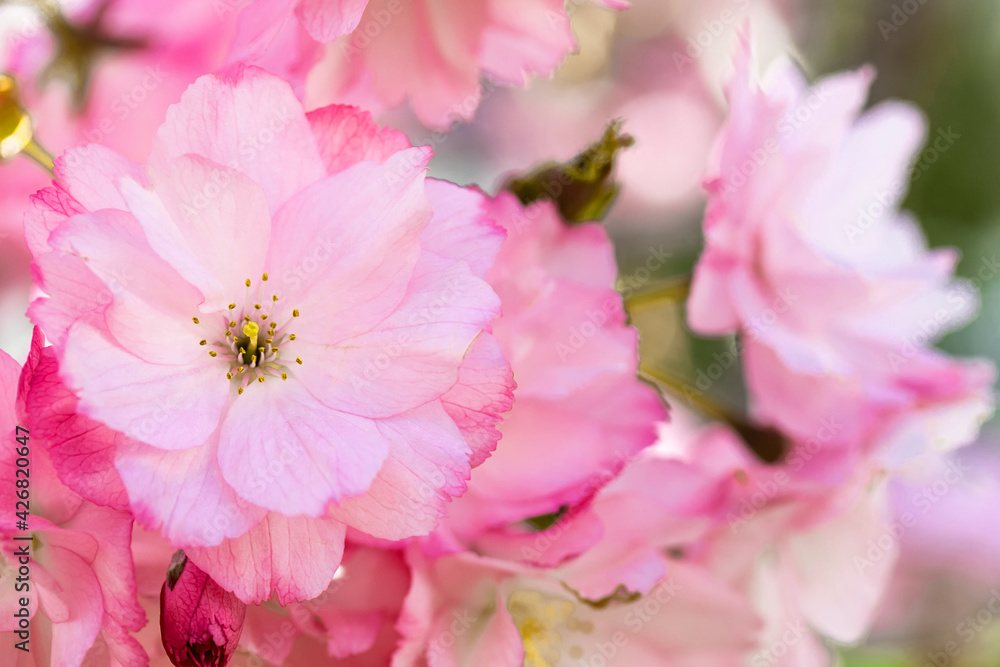 The lovely spring pink blooms The lovely spring pink blooms