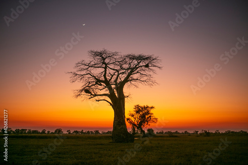 Baobap tree early in the morning before the sunrise in Okavango Delta of Botswana  Southern Africa.