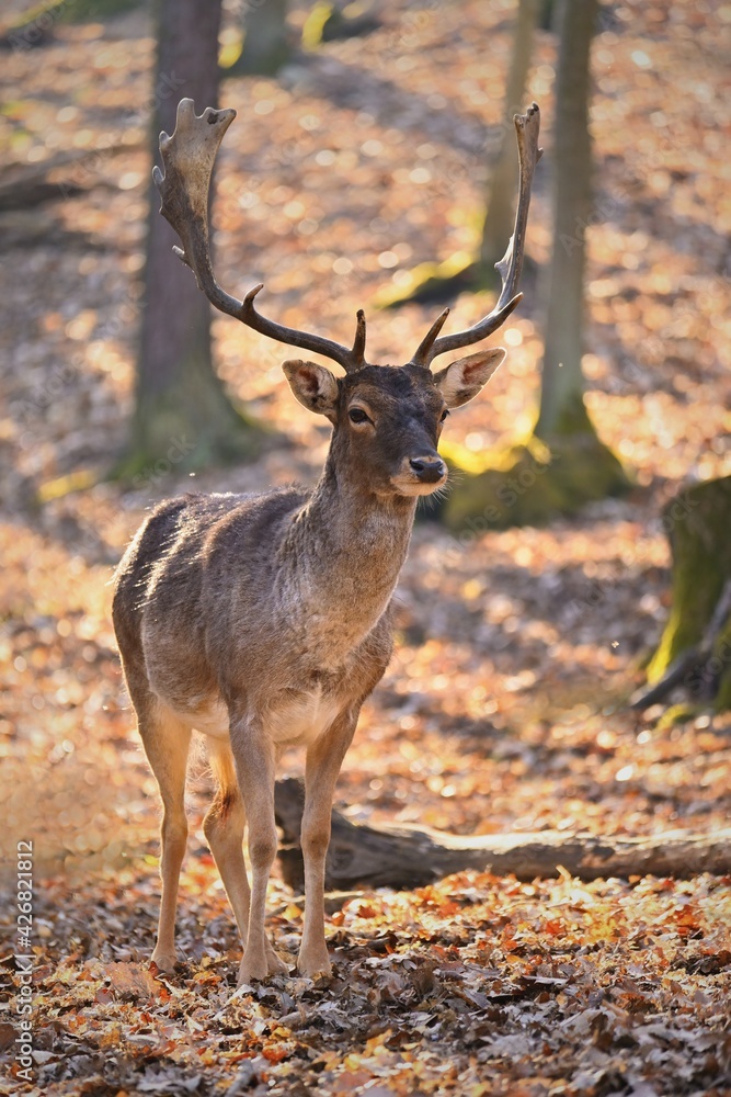 Beautiful animal in a wild nature. Fallow deer (Dama dama) Colorful natural background
