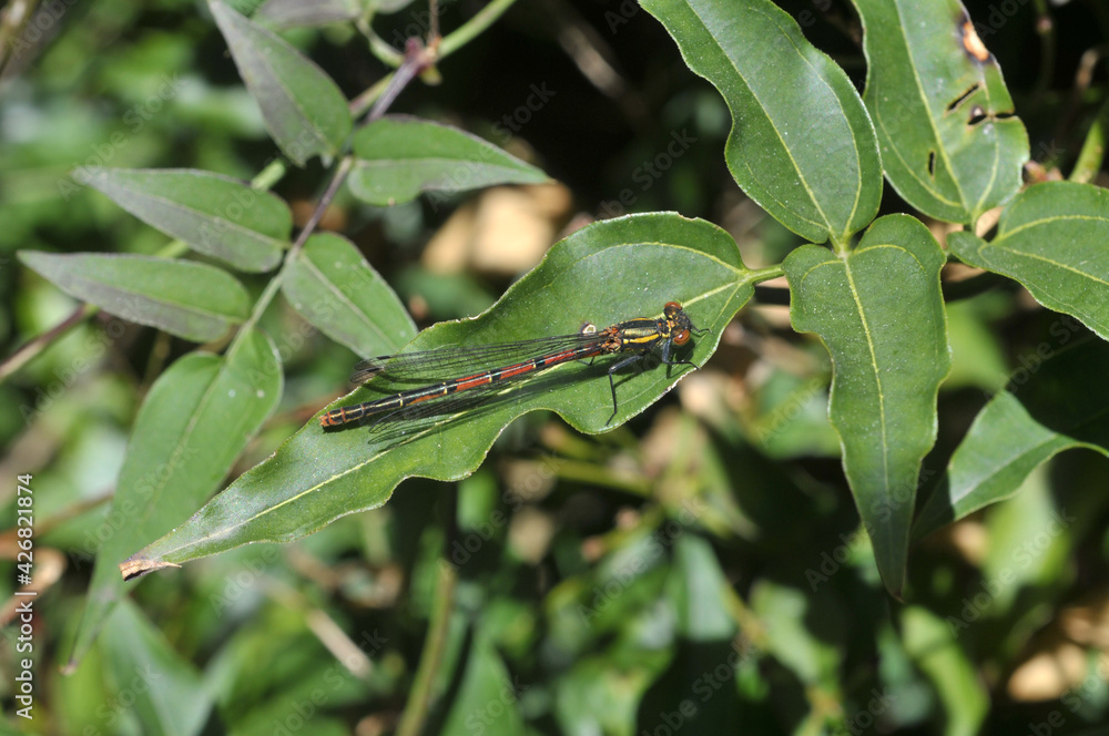 Libellule en gros plan dans du feuillage vert Libellule en gros plan dans du feuillage vert