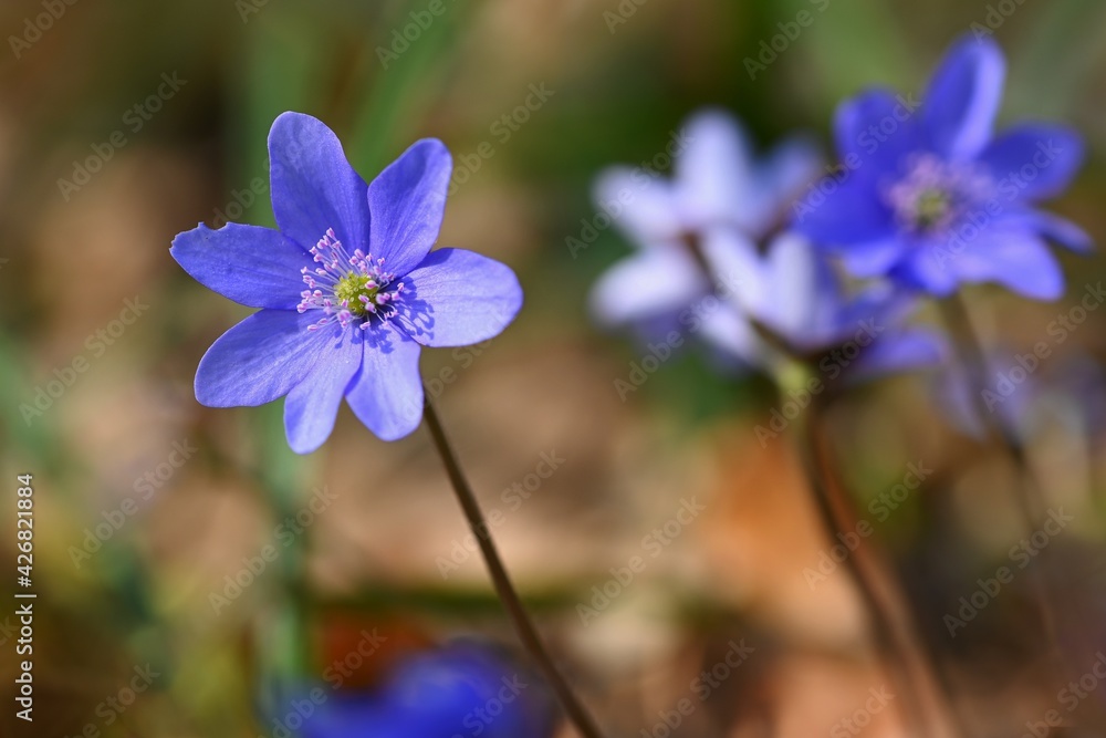 Spring flower. Beautiful blooming first small flowers in the forest. Hepatica. (Hepatica nobilis) Spring flower. Beautiful blooming first small flowers in the forest. Hepatica. (Hepatica nobilis)