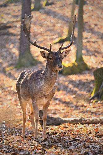 Beautiful animal in a wild  nature. Fallow deer  Dama dama  Colorful natural background