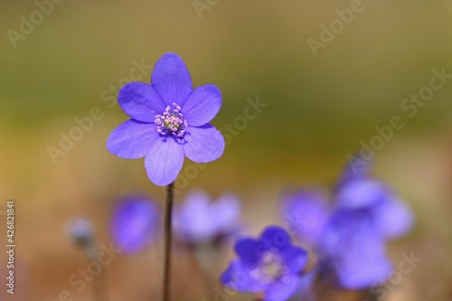 Spring flower. Beautiful blooming first small flowers in the forest. Hepatica.  Hepatica nobilis 