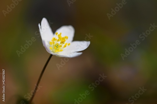 Spring white flowers in the grass Anemone  Isopyrum thalictroides 