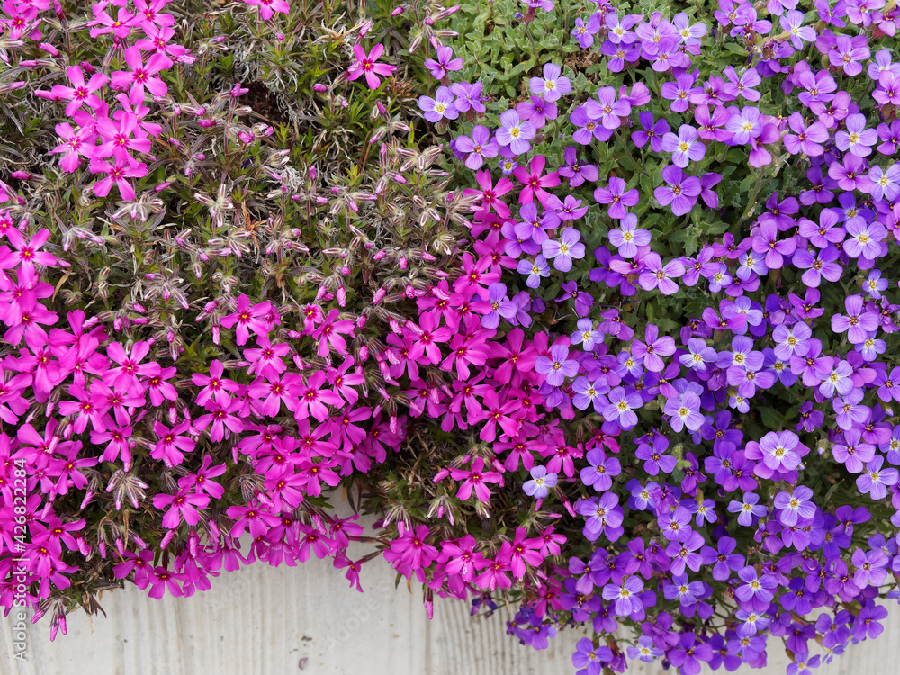 (Phlox subulata) Wunderschöner leuchtend rot TeppichFlammenblumen oder