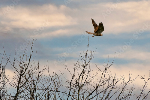 Eurasian Kestrel, Falco tinnunculus flying against the colorful blue and white dramatic sky photo