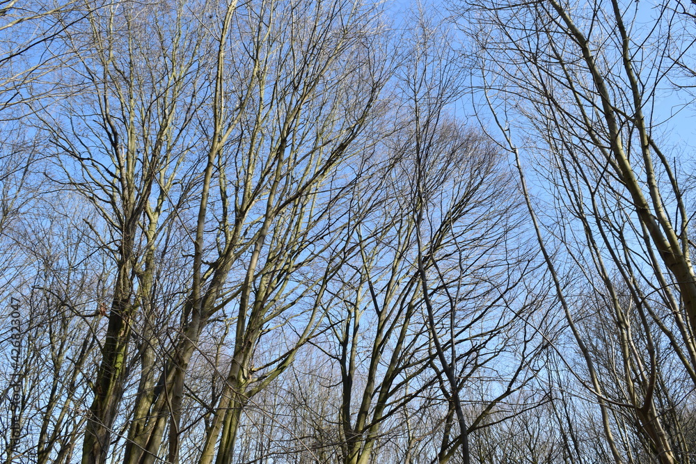 Branches of trees against the blue sky. Branches of trees against the blue sky.