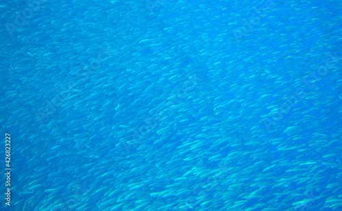 School of fish in blue sea. Small sardine school in blue ocean. Seafish underwater photo. Pelagic fish colony carousel in seawater. Mackerel shoal. Oceanic wildlife. Sea sardines. Commercial fishing.