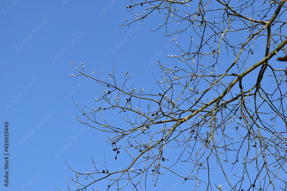 Branches of trees against the blue sky. Branches of trees against the blue sky.