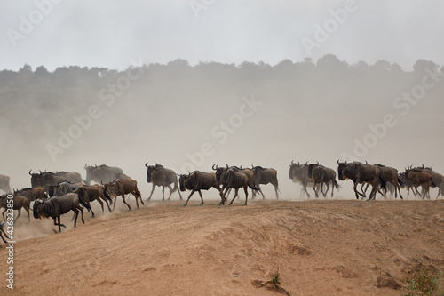 Wildebeest crossing the Mara River during the annual great migration. © Lennjo