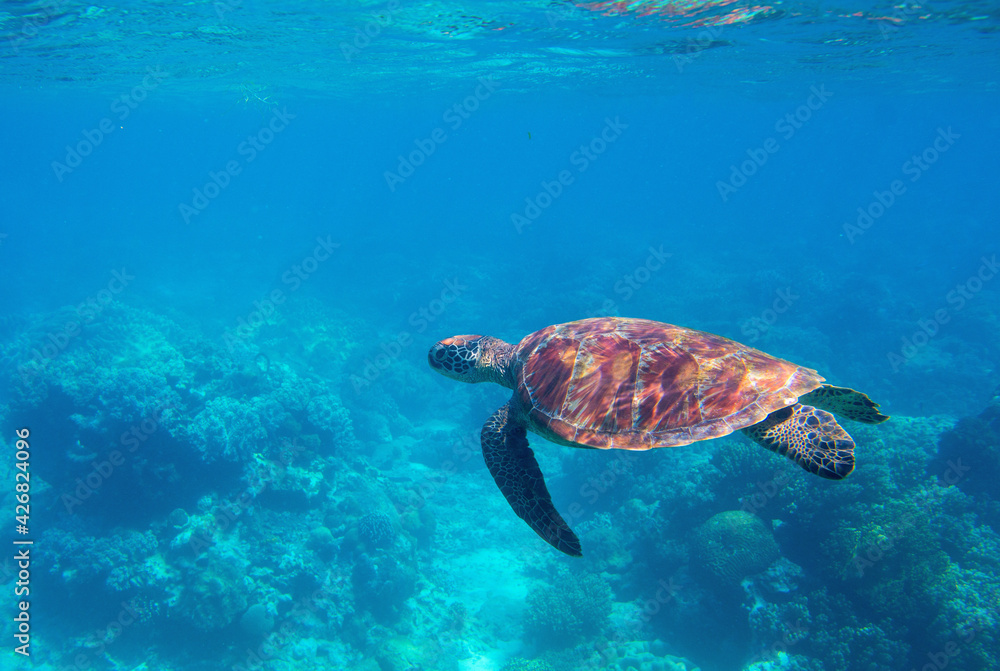 Sea turtle swimming in blue water. Sea turtle in blue water. Friendly marine turtle underwater photo. Oceanic animal in wild nature. Summer vacation activity. Snorkeling or diving banner template. Sea turtle swimming in blue water. Sea turtle in blue water. Friendly marine turtle underwater photo. Oceanic animal in wild nature. Summer vacation activity. Snorkeling or diving banner template.